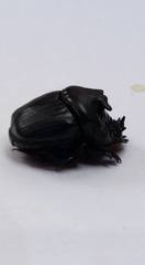 Coprophanaeus pluto pluto