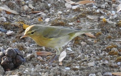 Phylloscopus ibericus