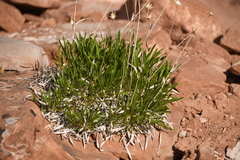 Stenotus armerioides