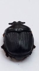 Coprophanaeus pluto pluto