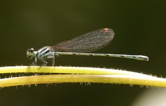 Onychargia atrocyana