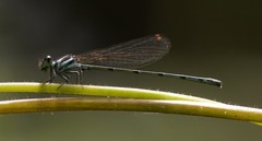 Onychargia atrocyana