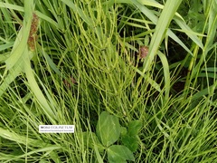 Equisetum palustre
