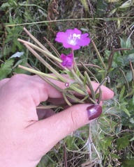 Epilobium hirsutum