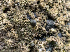 Littorina saxatilis