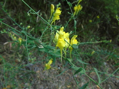 Linaria genistifolia