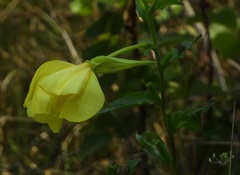 Oenothera oehlkersi