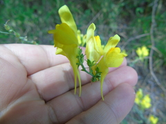 Linaria genistifolia