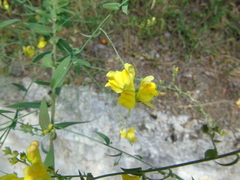 Linaria genistifolia