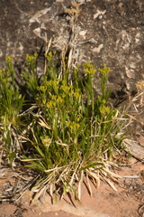 Stenotus armerioides