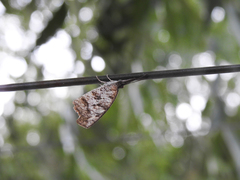 Libytheana carinenta