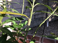 Danaus plexippus