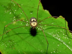 Gagrellinae