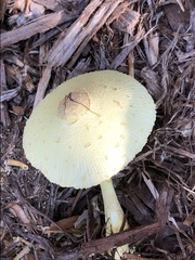 Leucocoprinus tricolor