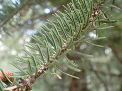 Abies cephalonica