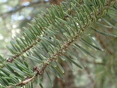 Abies cephalonica