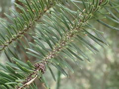 Abies cephalonica