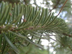 Abies cephalonica
