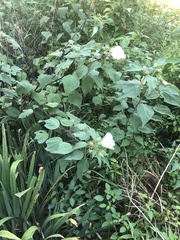 Hibiscus lasiocarpos