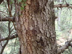 Abies cephalonica
