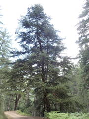Abies cephalonica