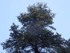 Abies cephalonica