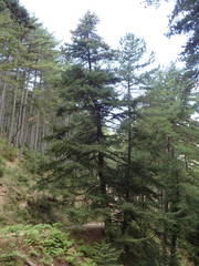 Abies cephalonica