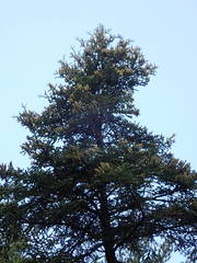 Abies cephalonica