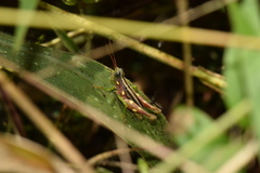 Syntomacris guttulosa