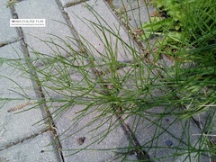 Equisetum palustre