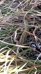 Lacerta viridis