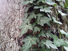 Hedera helix