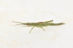 Leptysminae