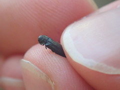 Agrilus betuleti
