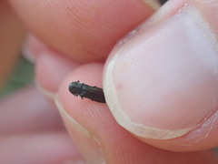 Agrilus betuleti