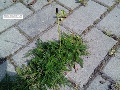 Equisetum palustre