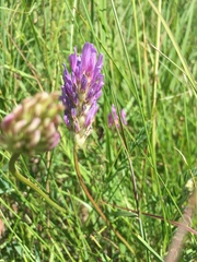 Astragalus laxmannii