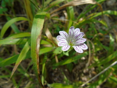 Geranium versicolor