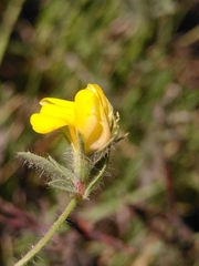 Lotus angustissimus