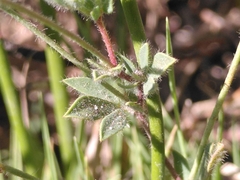 Lotus angustissimus
