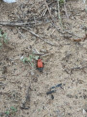 Theone silphoides