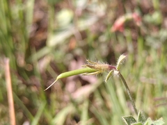 Lotus angustissimus