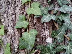 Hedera helix
