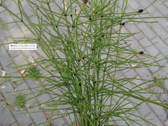 Equisetum palustre