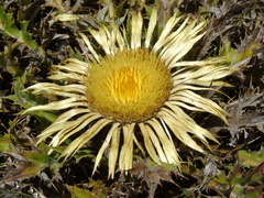 Carlina acanthifolia