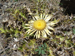 Carlina acanthifolia