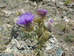 Cirsium eriophorum