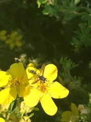 Physocephala furcillata