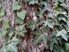 Hedera helix