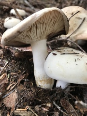 Russula crassotunicata